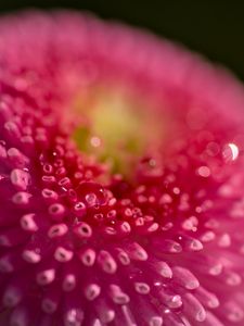 Preview wallpaper daisy, bud, macro, flower, pink, blur