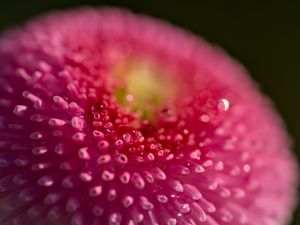 Preview wallpaper daisy, bud, macro, flower, pink, blur