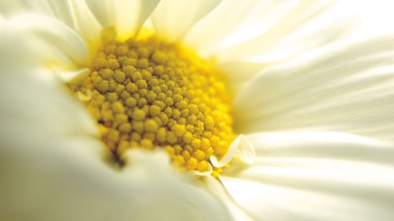 Wallpaper daisy, close-up, petals