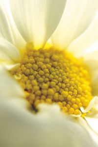 Preview wallpaper daisy, close-up, petals