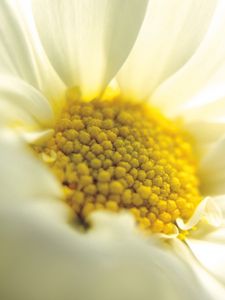 Preview wallpaper daisy, close-up, petals