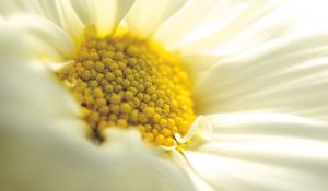 Preview wallpaper daisy, close-up, petals