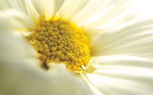 Preview wallpaper daisy, close-up, petals