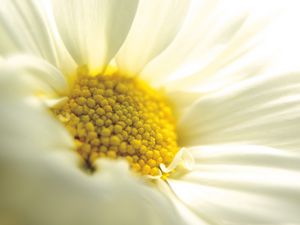 Preview wallpaper daisy, close-up, petals