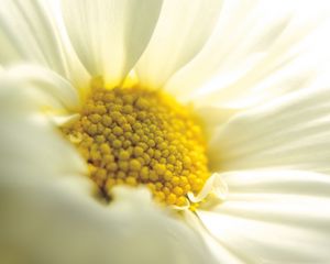 Preview wallpaper daisy, close-up, petals