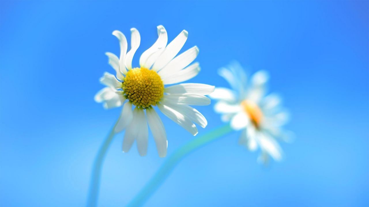 Wallpaper daisy, couple, flower, background, sky