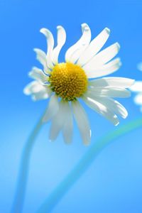 Preview wallpaper daisy, couple, flower, background, sky