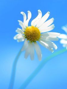 Preview wallpaper daisy, couple, flower, background, sky