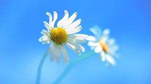 Preview wallpaper daisy, couple, flower, background, sky