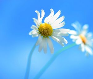 Preview wallpaper daisy, couple, flower, background, sky