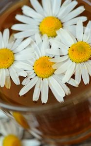 Preview wallpaper daisy, drink, petals