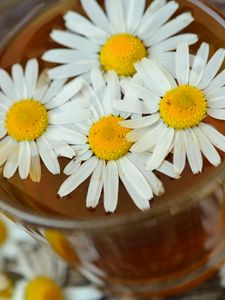 Preview wallpaper daisy, drink, petals