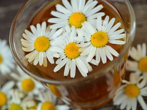 Preview wallpaper daisy, drink, petals