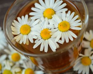 Preview wallpaper daisy, drink, petals