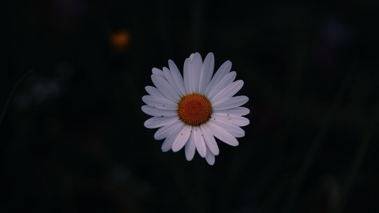 Wallpaper daisy, field flower, dark background