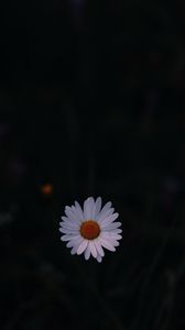 Preview wallpaper daisy, field flower, dark background