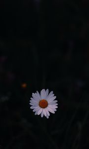 Preview wallpaper daisy, field flower, dark background