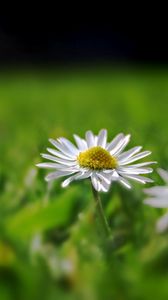 Preview wallpaper daisy, field, grass, reflections