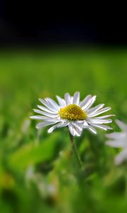 Preview wallpaper daisy, field, grass, reflections