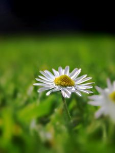 Preview wallpaper daisy, field, grass, reflections