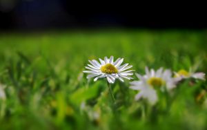 Preview wallpaper daisy, field, grass, reflections