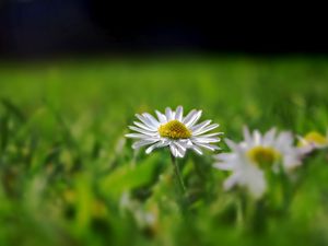 Preview wallpaper daisy, field, grass, reflections