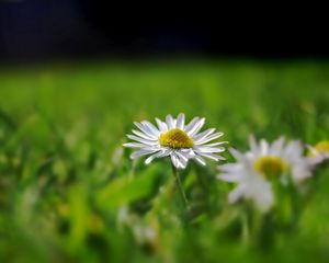 Preview wallpaper daisy, field, grass, reflections