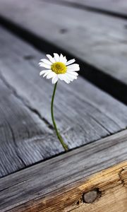 Preview wallpaper daisy, flower, boards, nails