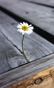 Preview wallpaper daisy, flower, boards, nails