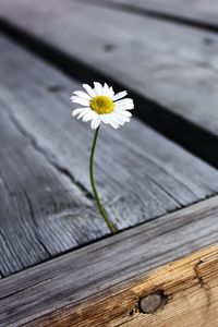 Preview wallpaper daisy, flower, boards, nails