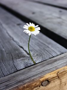 Preview wallpaper daisy, flower, boards, nails