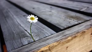 Preview wallpaper daisy, flower, boards, nails