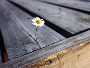 Preview wallpaper daisy, flower, boards, nails