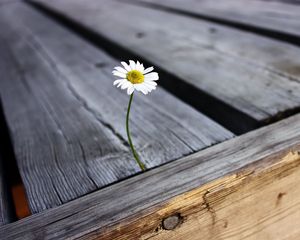 Preview wallpaper daisy, flower, boards, nails