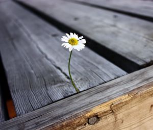 Preview wallpaper daisy, flower, boards, nails