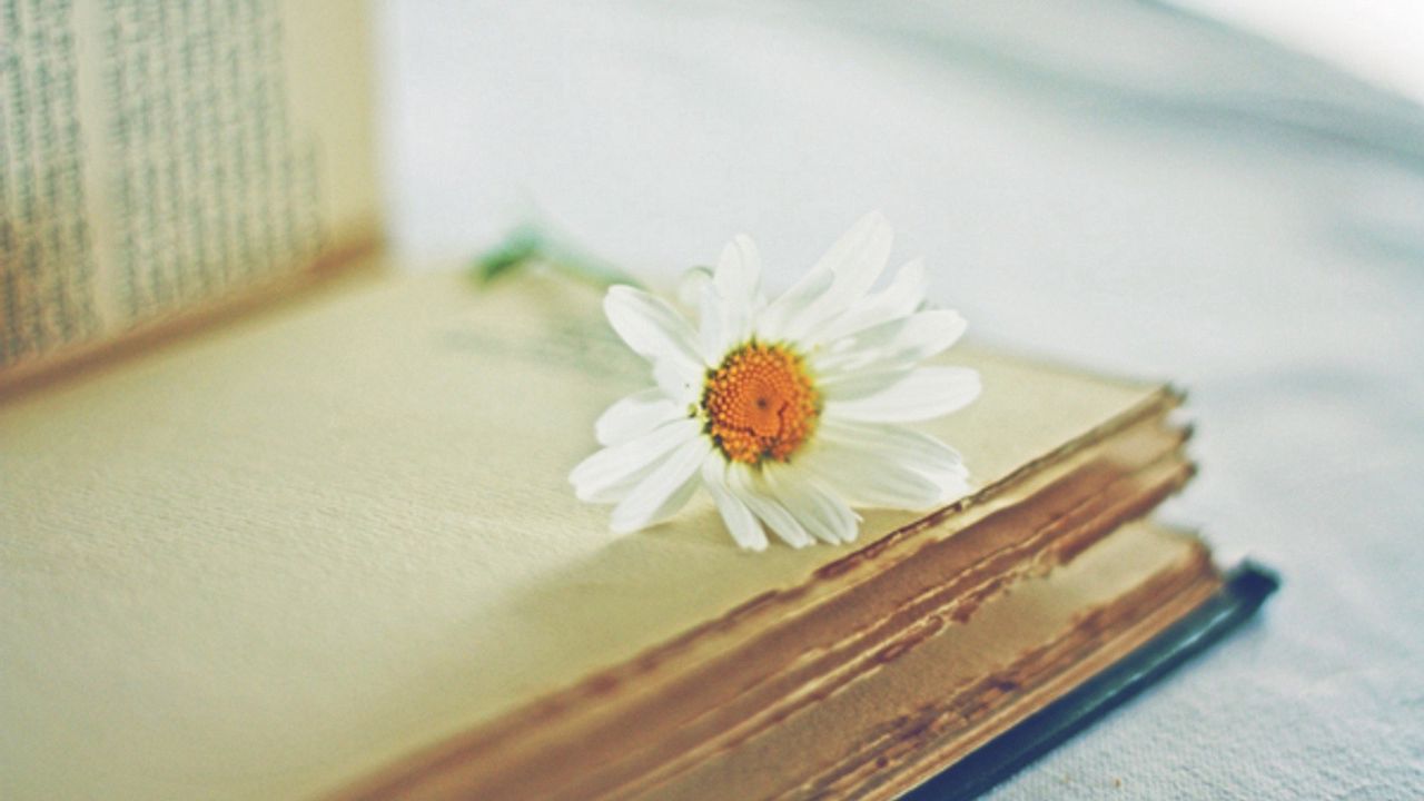 Wallpaper daisy, flower, book, page, blurring