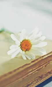Preview wallpaper daisy, flower, book, page, blurring