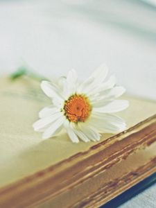 Preview wallpaper daisy, flower, book, page, blurring