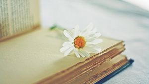 Preview wallpaper daisy, flower, book, page, blurring