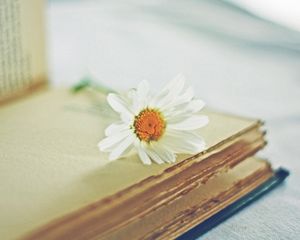 Preview wallpaper daisy, flower, book, page, blurring