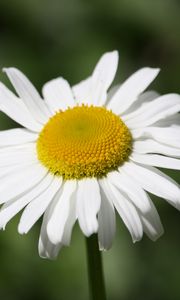 Preview wallpaper daisy, flower, bud, petals