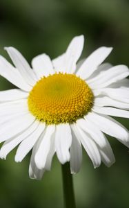 Preview wallpaper daisy, flower, bud, petals