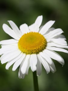 Preview wallpaper daisy, flower, bud, petals