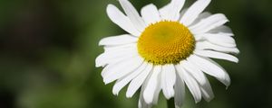 Preview wallpaper daisy, flower, bud, petals