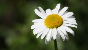 Preview wallpaper daisy, flower, bud, petals