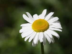 Preview wallpaper daisy, flower, bud, petals