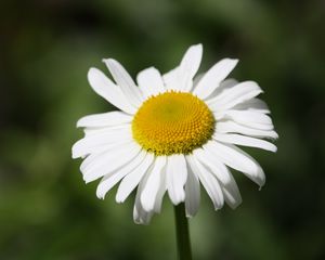 Preview wallpaper daisy, flower, bud, petals