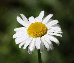 Preview wallpaper daisy, flower, bud, petals