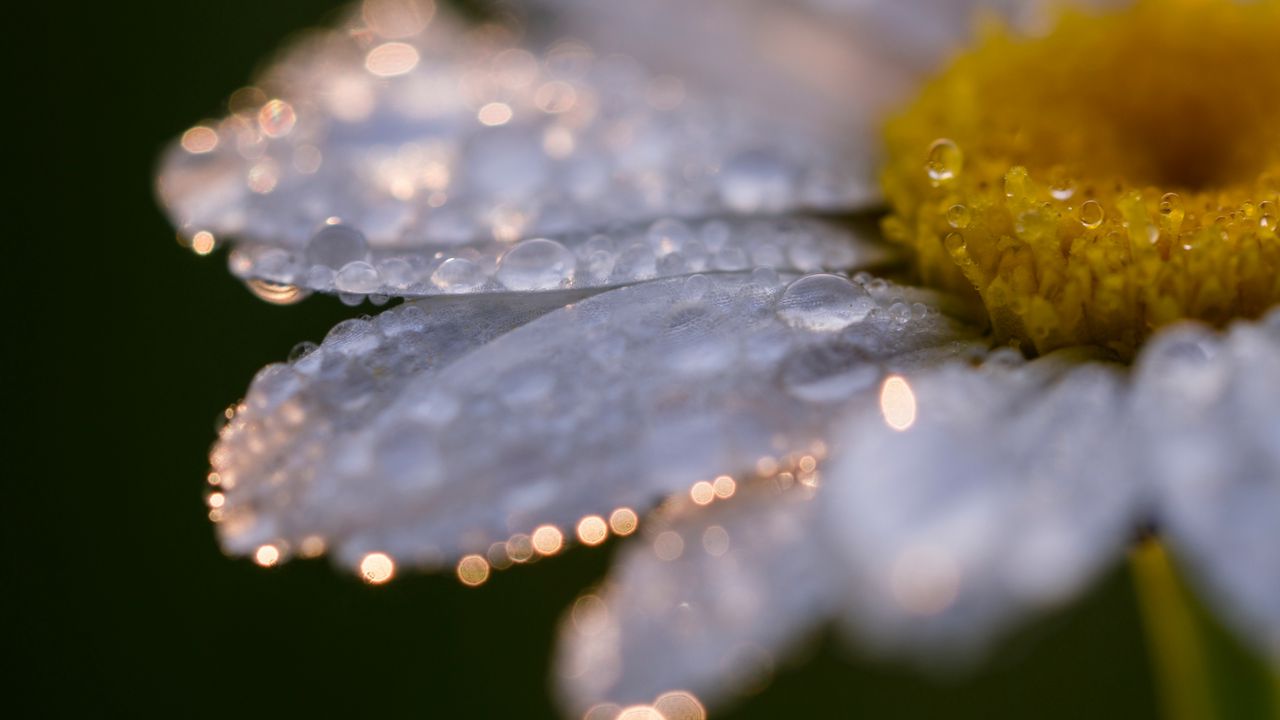 Wallpaper daisy, flower, drops, close-up