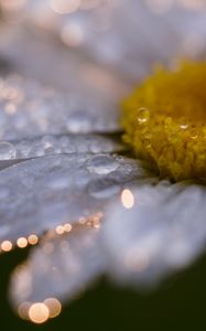 Preview wallpaper daisy, flower, drops, close-up